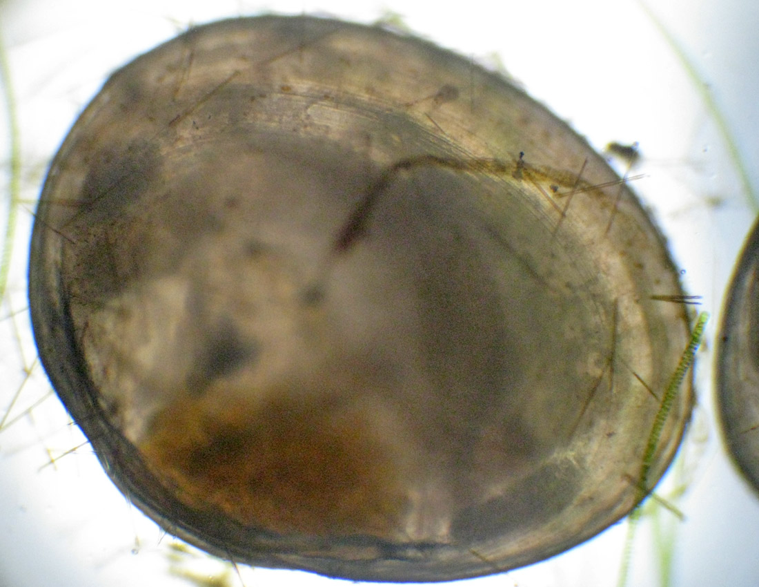 Piccolo bivalve in una fontana